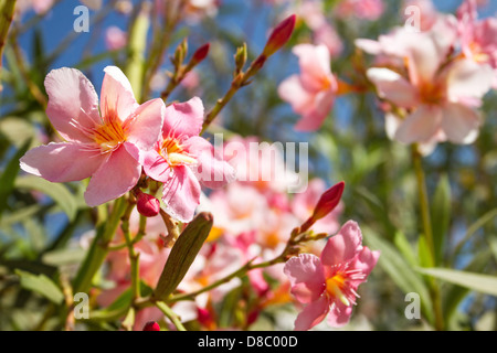 Schöne rosa Blüten Stockfoto