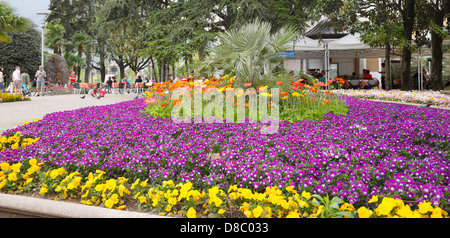 Lila und gelb Blumenbeet, Meran, Südtirol, Italien Stockfoto