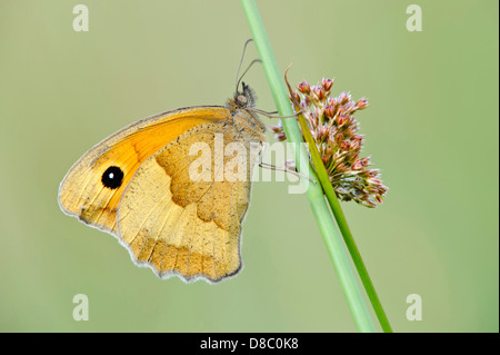 Wiese braun, Maniola Jurtina, Goldenstedter Moor, Niedersachsen, Deutschland Stockfoto