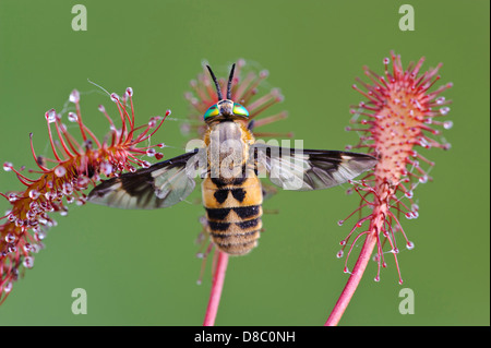 Twin-gelappten Deerfly (Chrysops Relictus) auf länglich-leaved Sonnentau (Drosera Intermedia), Goldenstedter Moor, Niedersachsen, Deutschland Stockfoto