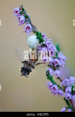 Krabbenspinne (Thomisidae) mit Biene als Beute auf gemeinsame Heidekraut (Calluna Vulgaris), Pestruper Graeberfeld, Wildeshausen, Stockfoto