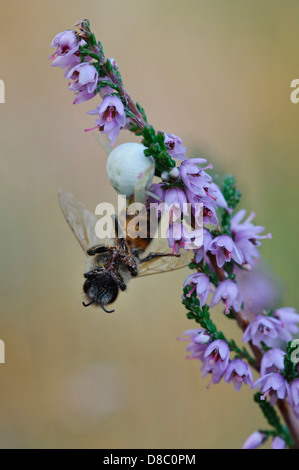 Krabbenspinne (Thomisidae) mit Biene als Beute auf gemeinsame Heidekraut (Calluna Vulgaris), Pestruper Graeberfeld, Wildeshausen Stockfoto