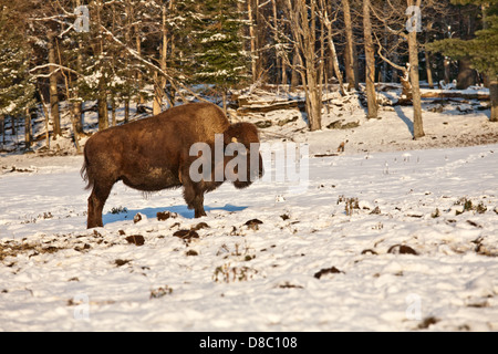 Bisons Wandern an einem kalten Wintertag im Schnee Stockfoto