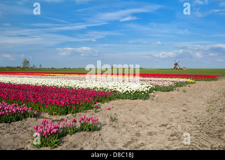 farbenfrohe Tulpenfelder und Windmühle in Alkmaar, Nordholland Stockfoto