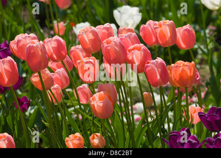 Tulpen im sonnigen Gegenlicht Stockfoto