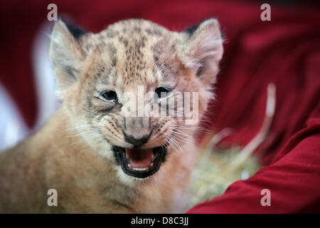 Eine weißer Löwe Cub schaut die Kamera während einer Fotosession im Circus Krone in Darmstadt, Deutschland, 24. Mai 2013. Circus Krone hat sechs Baby-Löwen, vier weiße und zwei Braun eingeführt. Sie wurden vor zwei Wochen geboren. Foto: FREDRIK VON ERICHSEN Stockfoto