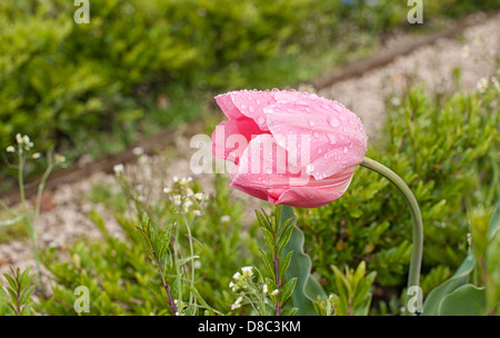 Rosa Tulpe nach Regenfällen Stockfoto