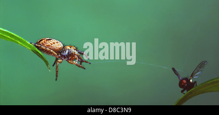 Springspinne, eine Fliege zu fangen Stockfoto