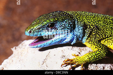 Europäische Grüne Eidechse (Lacerta Viridis) Stockfoto