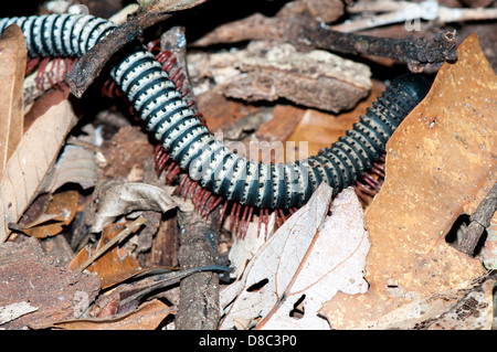 Bewegt sich wild abgespeckte Tausendfüßler in Western Ghats Kerala, Indien Stockfoto