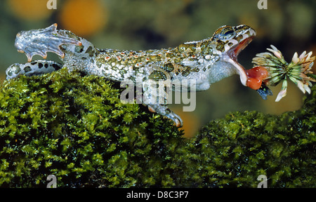 Europäische grüne Kröte (Bufo Viridis) eine Fliege zu fangen Stockfoto