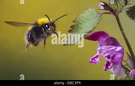 Baumhummel (Bombus Hypnorum) im Flug Stockfoto