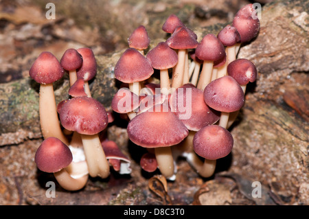 Wilde rote Pilze wachsen in Wald, Western Ghats, Kerala, Indien Stockfoto