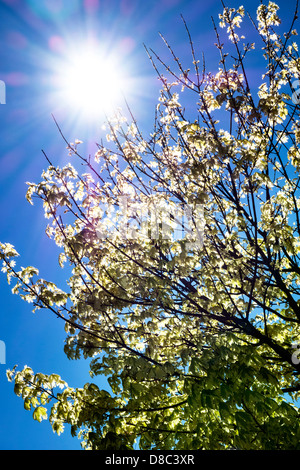 Die Sonne in einem klaren blauen Himmel gesehen durch die jungen Blätter der ein Ahornbaum Stockfoto