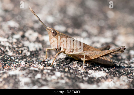 Schlanke Gum Leaf Grasshopper, Nahaufnahme Stockfoto