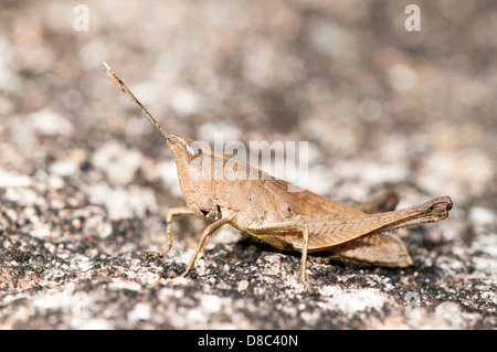 Schlanke Gum Leaf Grasshopper, Nahaufnahme Stockfoto