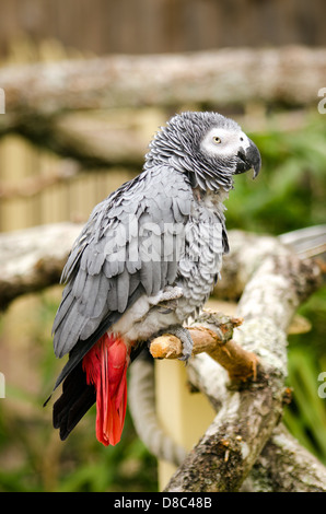 Zerzauste afrikanisches Grau-Papagei Stockfoto