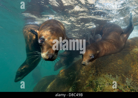 Guadalupe Seebären (Arctocephalus Townsendi) spielen im flachen Wasser, Islas San Benito, Mexiko, Unterwasser Schuss Stockfoto