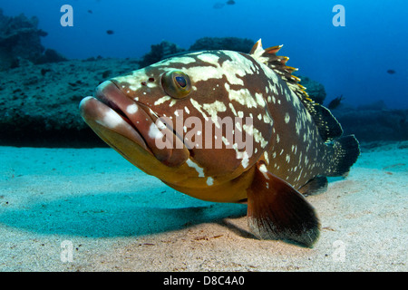 Altrosa Zackenbarsch (Epinephelus Marginatus), Fuerteventura, Kanarische Inseln, unter Wasser geschossen Stockfoto