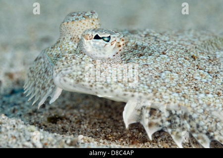 Scholle (Pleuronectes Platessa), Morro del Jable, Fuerteventura, Kanarische Inseln, unter Wasser geschossen Stockfoto