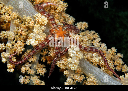 Schlangenstern Ophioderma Rubicunda auf Weichkorallen, in der Nähe von Kulusuk, Grönland, Unterwasser Schuss Stockfoto