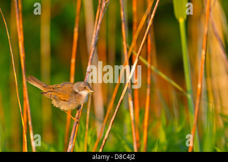 Gemeinsame Whitethroat (Sylvia Communis) in Sträuchern Stockfoto