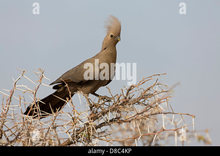 Grau, Go-away-Bird (Corythaixoides Concolor), Chudop Waterhole Bereich, Namibia Stockfoto