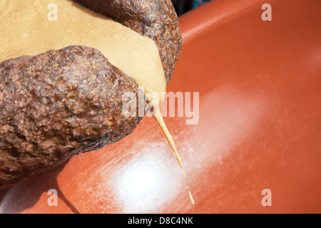 Fügen Sie aus den Nüssen Argan Öl zu machen. Stockfoto