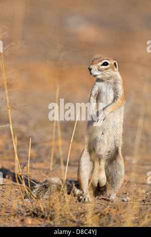 Kap-Borstenhörnchen (Xerus Inauris), Nossob Riverbed, Botswana Stockfoto