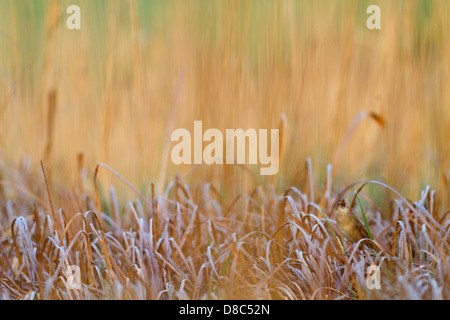 Gemeinsamen Grasshopper Warbler (Locustella Naevia) Stockfoto