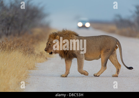 Löwe (Panthera Leo), überqueren die Straße, Straße, Gemsbokvlakte, Namibia Stockfoto
