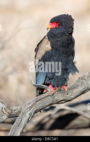 Bateleur (Terathopius Ecaudatus), Nossob Riverbed, Botswana Stockfoto