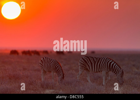 Zwei Ebenen Zebras (Equus Quagga) bei Sonnenuntergang, Okondeka Wasserloch, Namibia Stockfoto