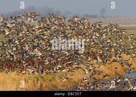 Herde der eurasischen Pfeifenten (Anas Penelope), Texel, Niederlande Stockfoto