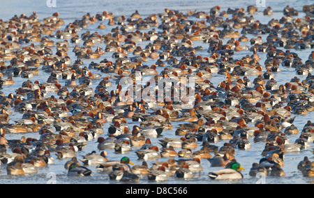 Herde der eurasischen Pfeifenten (Anas Penelope), Texel, Niederlande Stockfoto