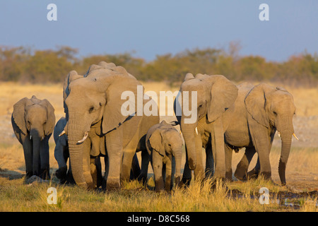 Gruppe der afrikanischen Bush Elefanten (Loxodonta Africana), Rietfontein, Namibia Stockfoto