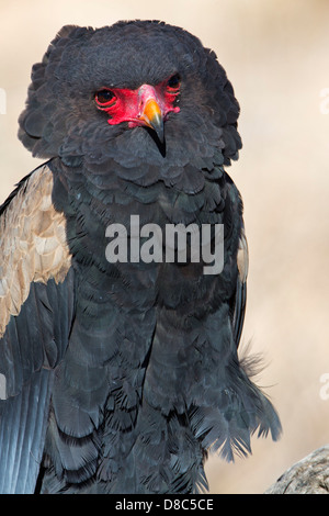 Bateleur (Terathopius Ecaudatus), Nossob Riverbed, Botswana Stockfoto