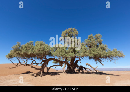 Ein einzelner Baum Tamariske (Tamarix Gliedertiere) in der Sahara Wüste gegen klar blauen Himmel. Stockfoto