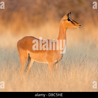 Black-faced Impala (Aepyceros Melampus Petersi), globalen Rahmenverträge Wasserloch, namibia Stockfoto