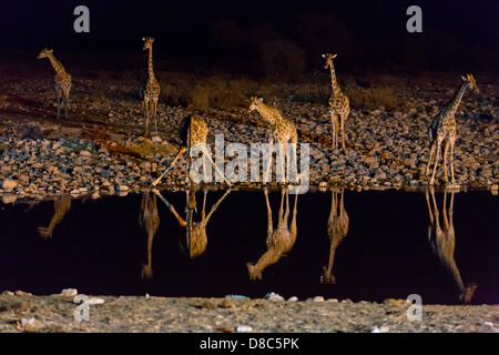 Gruppe von Giraffen (Giraffa Plancius) in Okaukuejo Wasserloch, Namibia Stockfoto