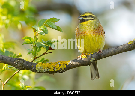 Zaunammer Bunting (Emberiza Cirlus) Stockfoto