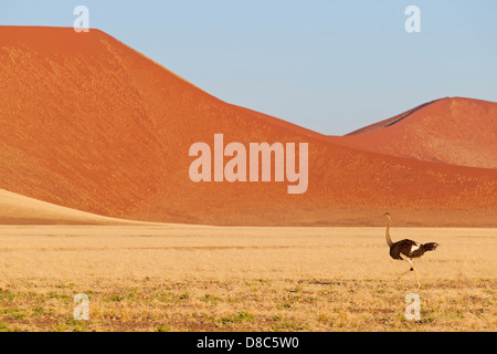 Strauß (Struthio Camelus), Straße nach Sossusvlei, Namibia Stockfoto