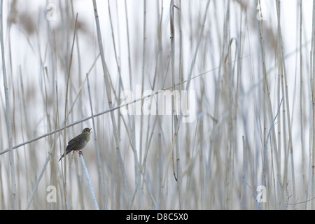 Grasshopper Warbler (Locustella naevia) Stockfoto