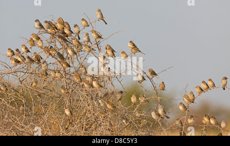 Herde von Red-billed Queleas (Webervögeln Webervögeln) in Strauch, Kalkheuwel Wasserloch, Namibia Stockfoto