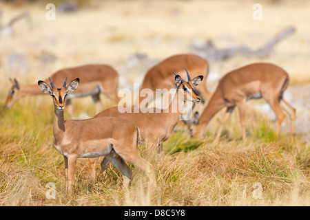 Herde von Black-faced Impalas (Aepyceros Melampus Petersi), globalen Rahmenverträge Wasserloch, Namibia Stockfoto