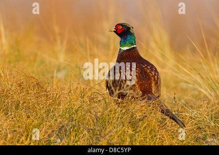 Fasan (Phasianus Colchicus) im Feld Stockfoto