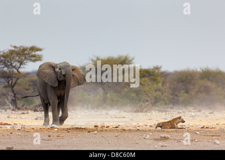 Afrikanischer Bush Elefant (Loxodonta Africana) und gefleckte Hyänen (Crocuta Crocuta), Chudop Waterhole, Namibia Stockfoto