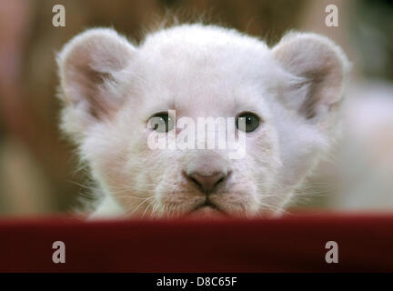 Eine weißer Löwe Cub schaut die Kamera während einer Fotosession im Circus Krone in Darmstadt, Deutschland, 24. Mai 2013. Circus Krone hat sechs Baby-Löwen, vier weiße und zwei Braun eingeführt. Sie wurden vor zwei Wochen geboren. Foto: FREDRIK VON ERICHSEN Stockfoto