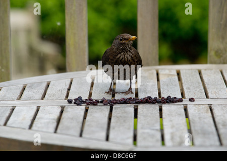 Eine weibliche Amsel landet auf einem Tisch, Johannisbeeren ausgelassen für sie in einem englischen Garten zu essen. Stockfoto