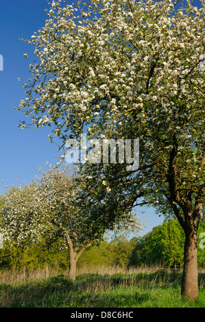 Blühende Apfelbäume, Obstgarten, Cloppenburg, Niedersachsen, Deutschland Stockfoto